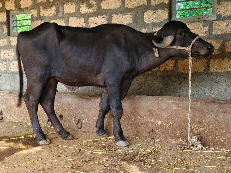 ૩ ખળેલા વેચવાના...