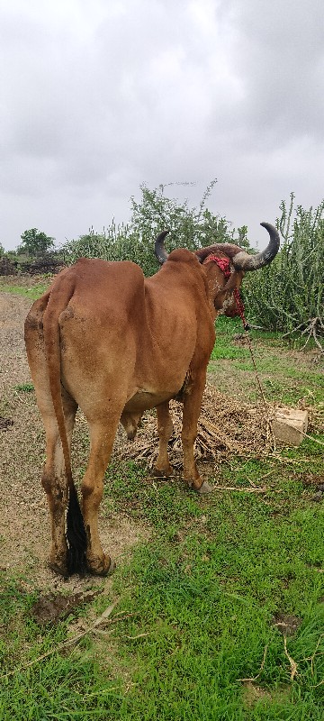 બળદ વેચવાનો છે