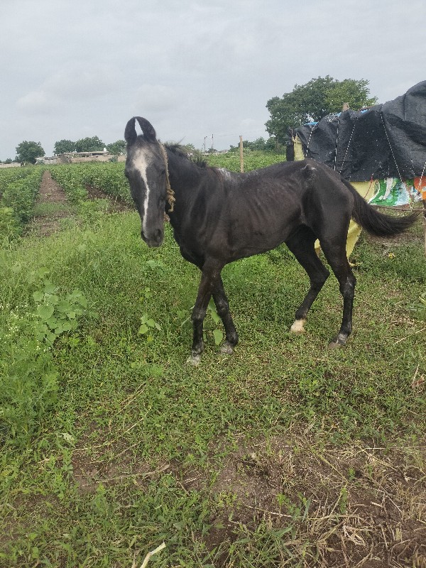 ghodi veshva ni...