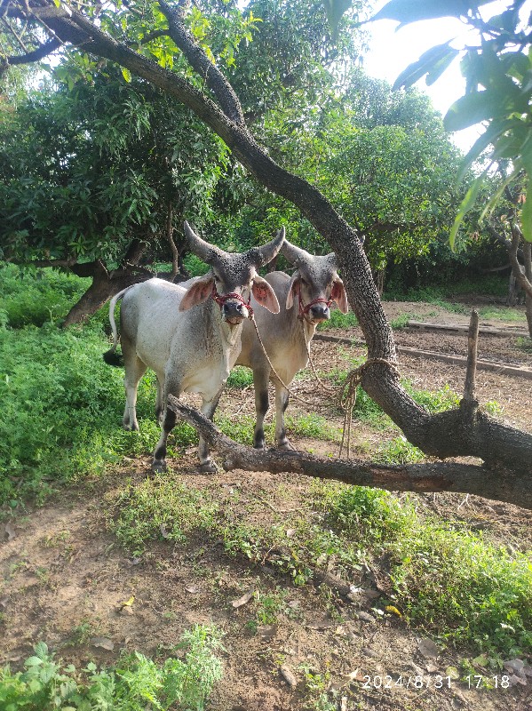 ગોઢલાવેચવાના