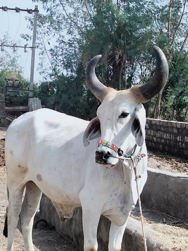 બળદ વેચવાનો છે