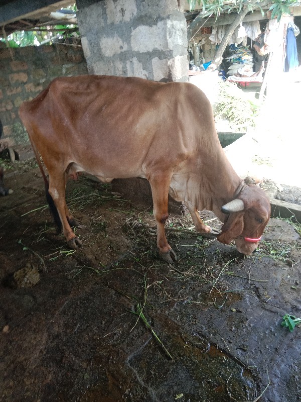 ગીર ગાય વેસવા ન...