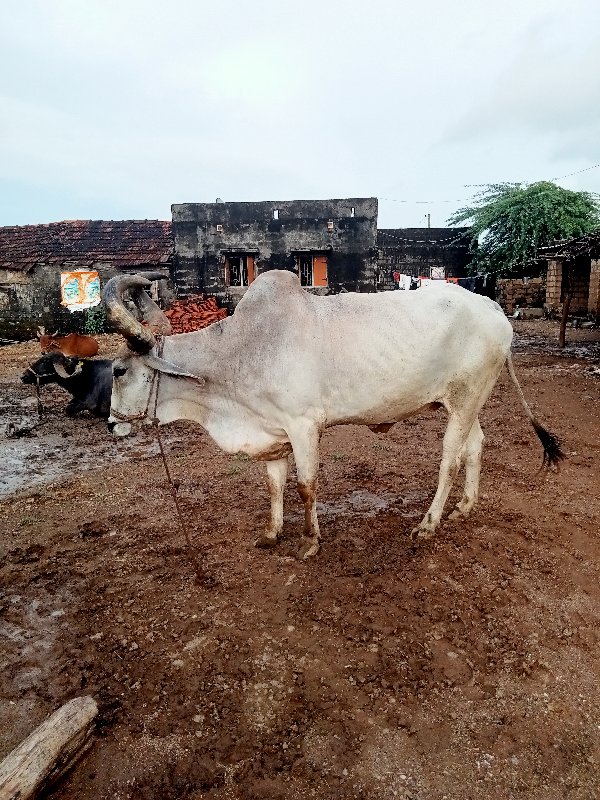 વેસવાનૉ શે