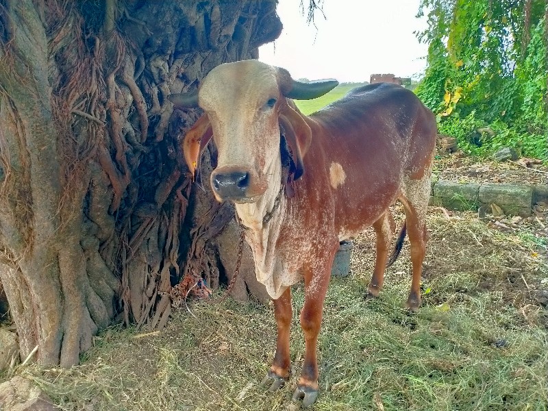 ઓડકી વેચવા ની સ...