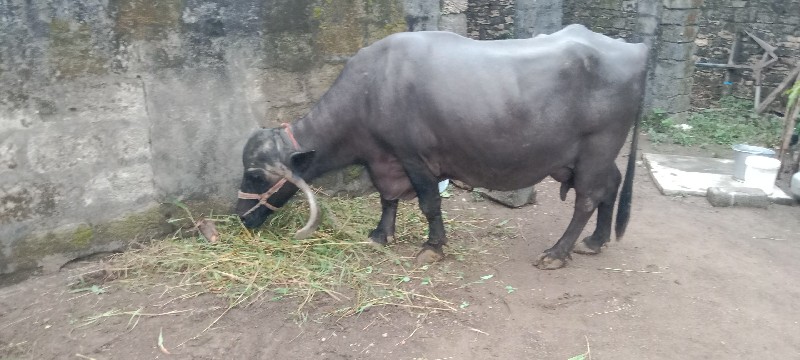 ભેસ વેચવાનિ છે