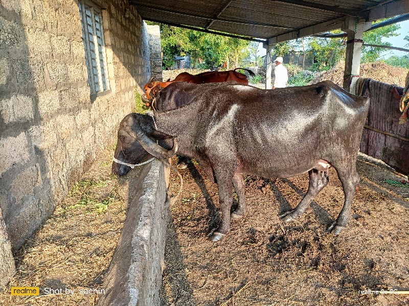 ભેંસ વેચવાની ની...