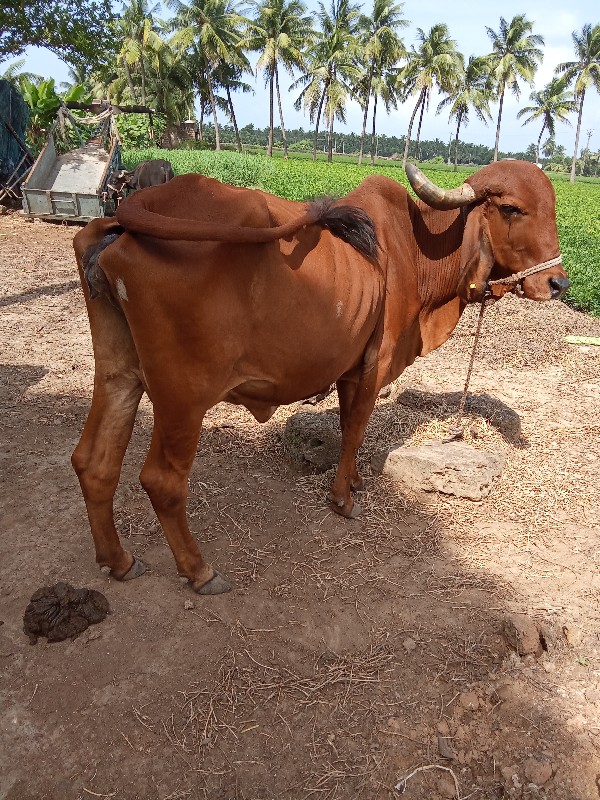 ગાય સાટા કરવા ન...