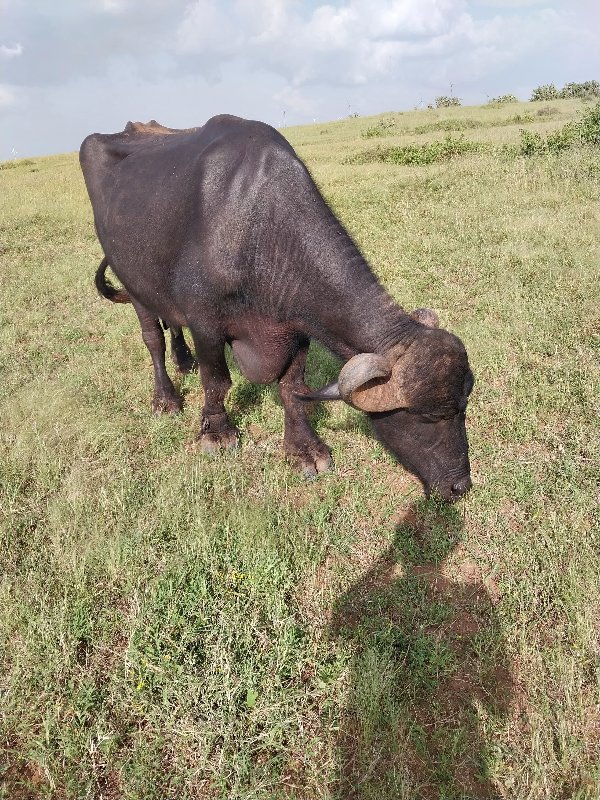 આ ભેસ વેચવાની છ...