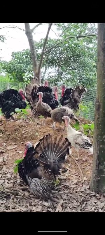 ADULT TURKEY🦃 J...