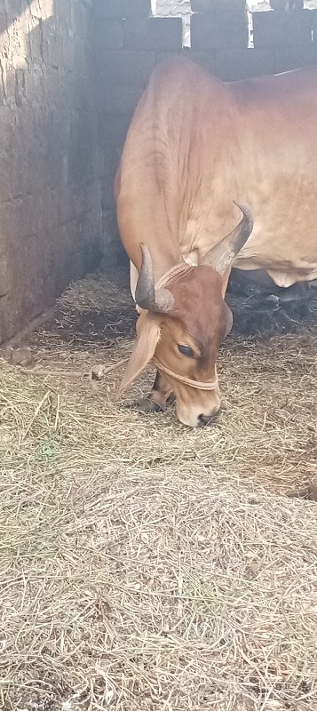 ગાય વેચવા. ની....