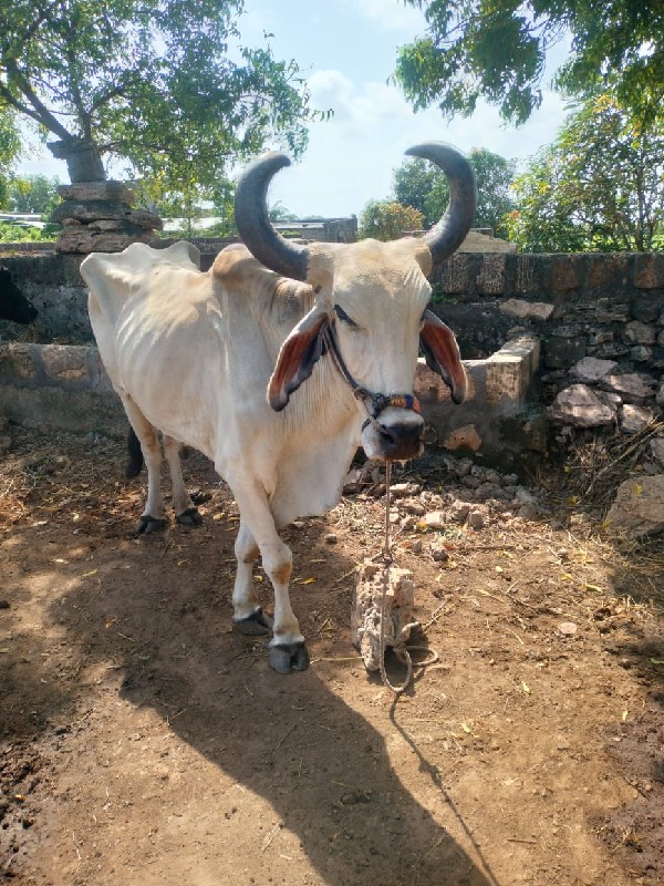 ગોઢલા વેચવાના છ...