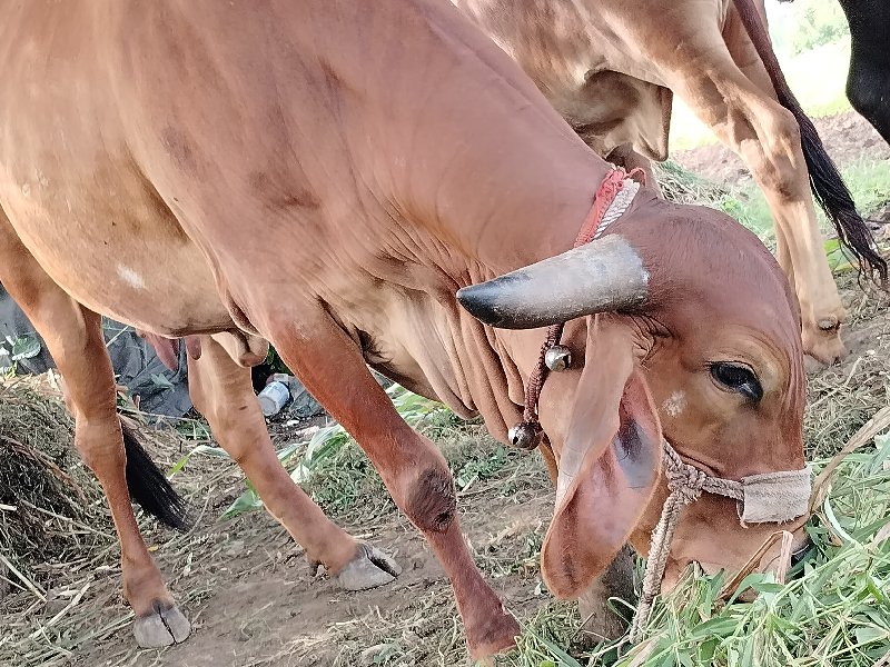 ગાય વેચવાની છે