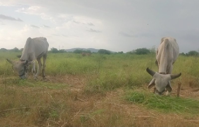 ગોધલા વેસવાના સ...