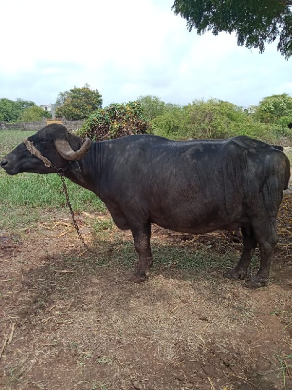 ભેંસ વેચવાની છે