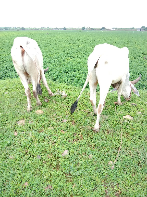 ગોઢલા વેચવાના છ...