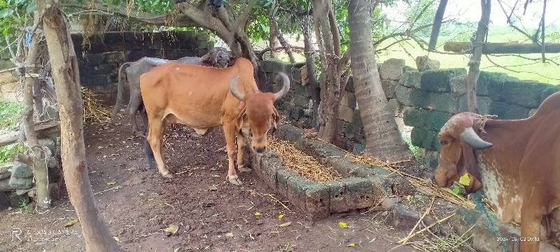 ગાય વેચવાની છે