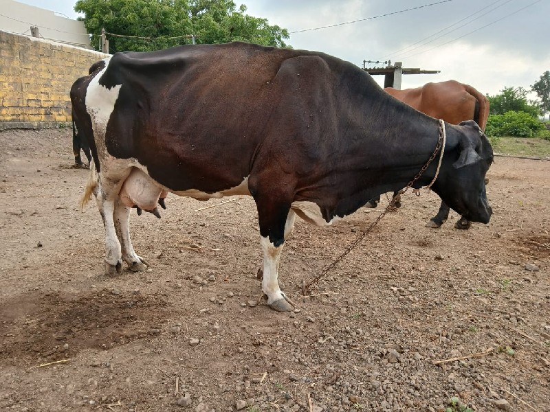 જસી‌ ગાય વેચવાન...