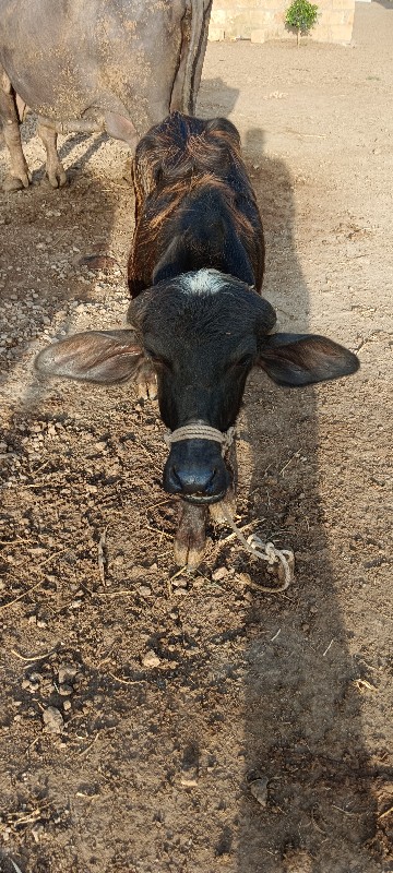 આ ભેહ વેચવા. ની...