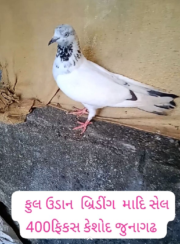 3 ,માદિ વેચવાની...