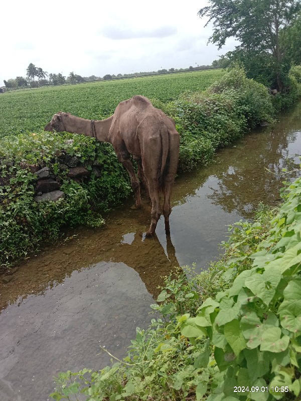 સાંઢીયો વેચવાનો...