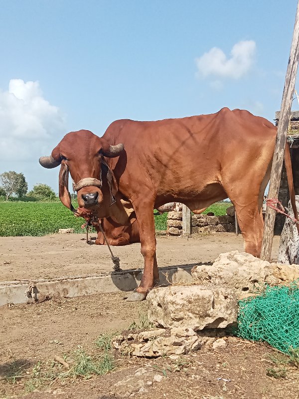 2 ગીર હોડકી વેચ...