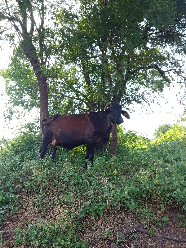 ગાભણી