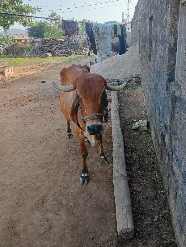 ગાય વેચવાનીછે