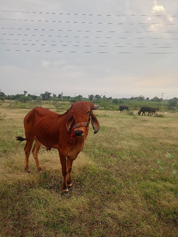 ગોધલોગાડામાચાલુ