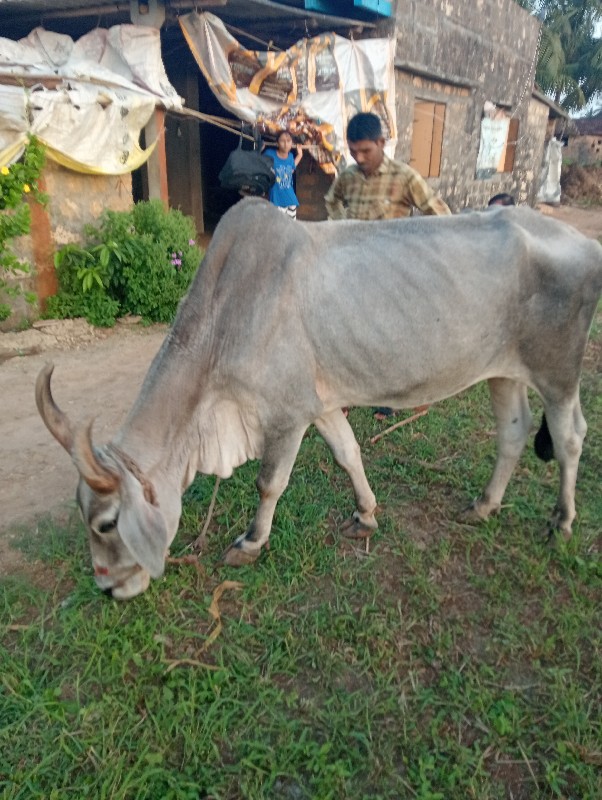 કચ્છના ચંદ્રસિં...