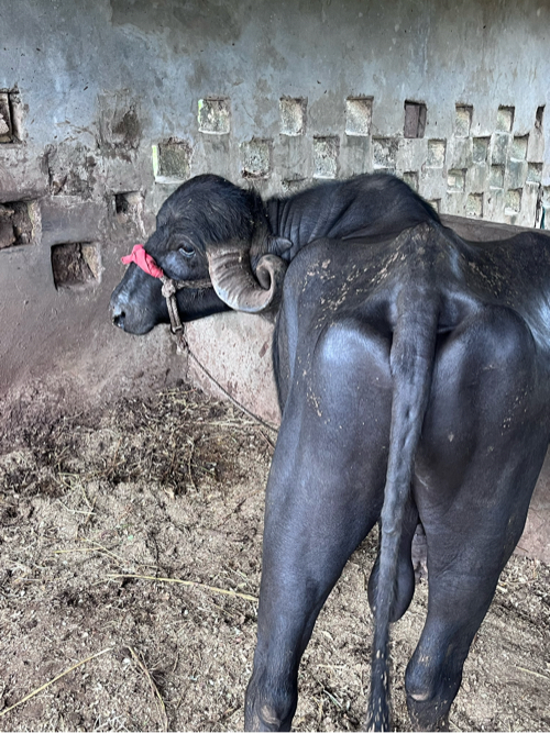 પાડો વેચવા નો છ...