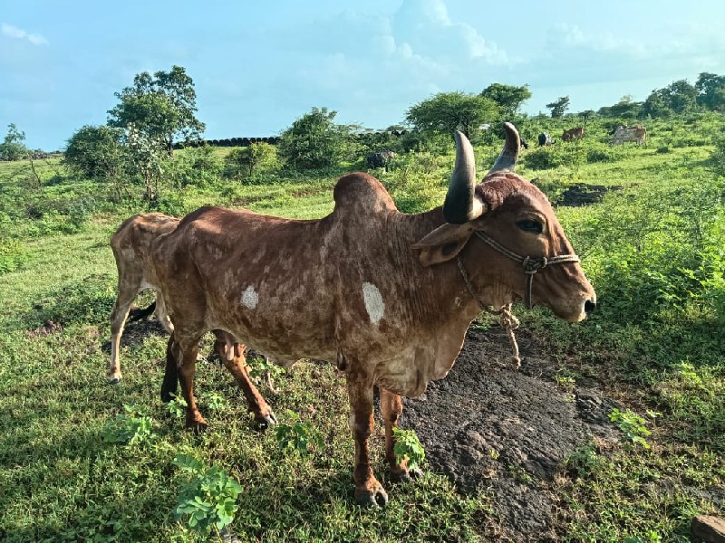 ગાય દેવાનીશે