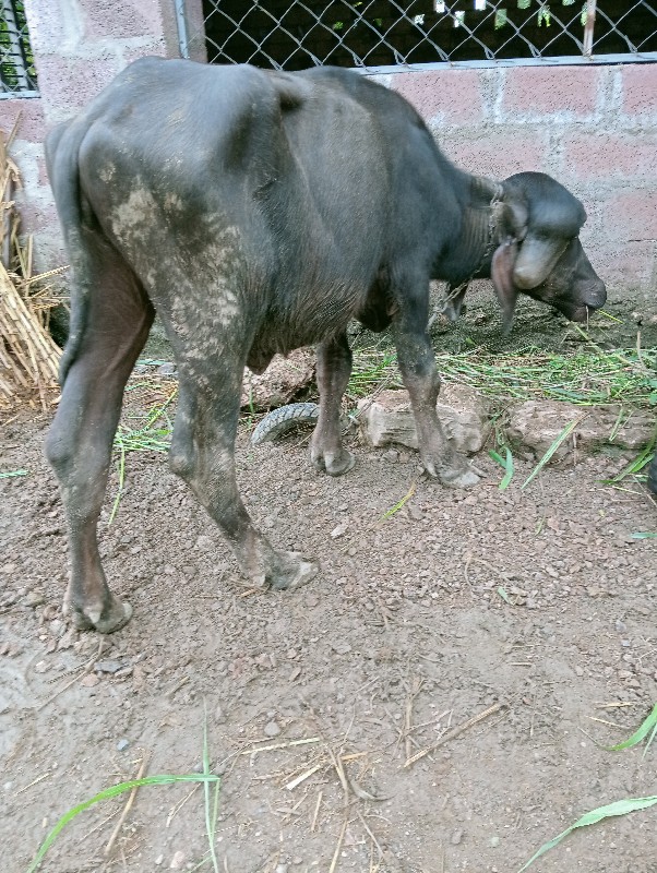 ખળેલા