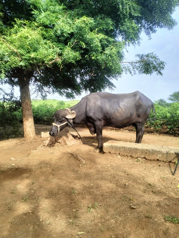 પેલું વેતર