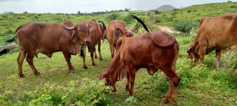 ત્રણ ગીર ગાયુ વ...