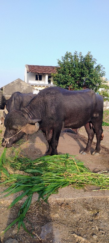 પાડો વેચવાનો છે