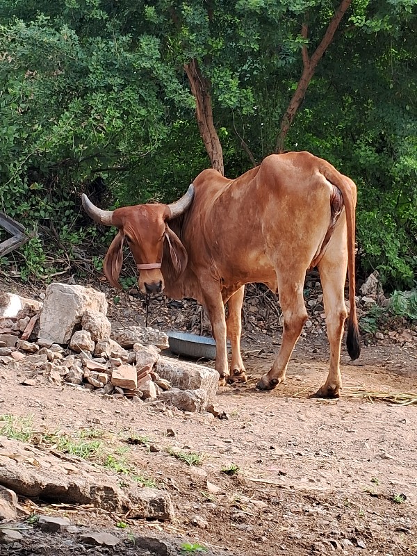 દેશી હોડકી વેસવ...