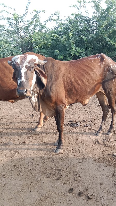 ગાય અને ઓળકી બે...