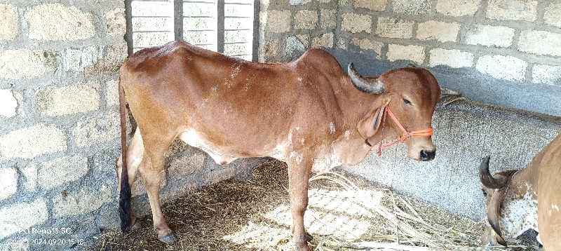 ગાય વેચવાની છે