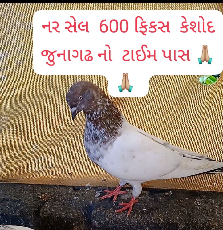 5 કબુતર વેચવાના...