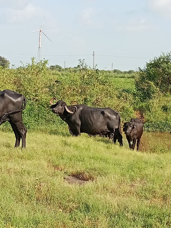 સાવ સોજી