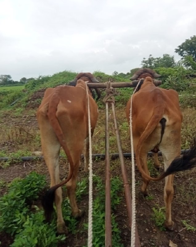 ગોધલા વેસવાનાસે