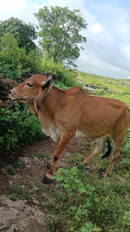 ગોઢલા