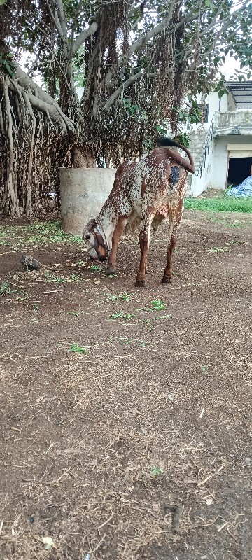 ગીર કાબરી વાછરડ...