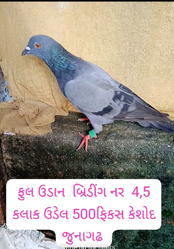 કબુતર  વેચવાના...