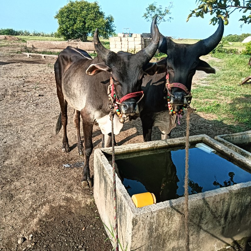 વેશવા ના છે