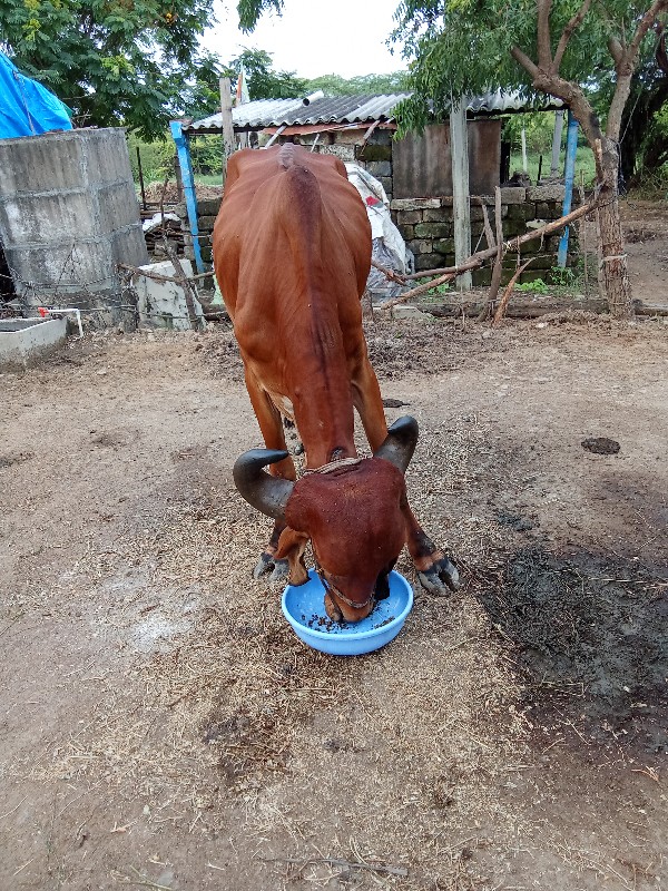 બળદવેસવાનોછે