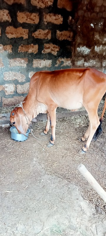 ગાય લેવાની છે