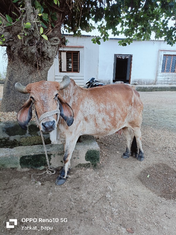 આ ગાય વેચવાની છ...