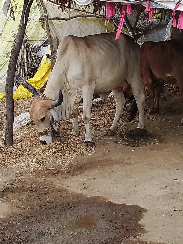 ગાયવેશવાનીછે