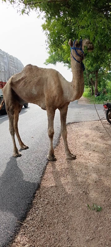 વેચવાનો છે